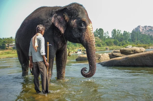 Lakshmi the elephant — Stock Photo, Image