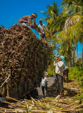 Hintli işçiler şeker kamışı kamyon yükleme