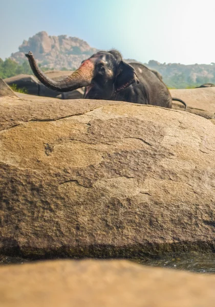 De olifant van de tempel van Virupaksha tempel — Stockfoto