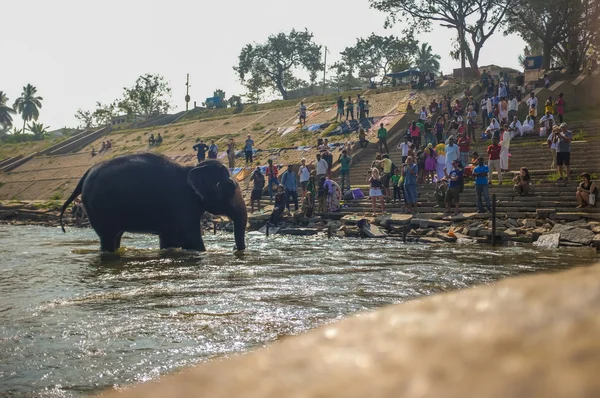 Elephant of Virupaksha Temple — Stock Photo, Image