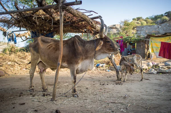 Cow with big horns and calf — Stok fotoğraf