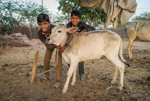 Boys from Rabari tribe and calf pose. — Stockfoto