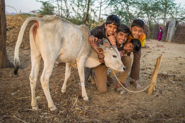Boys from Rabari tribe and calf pose. — стокове фото