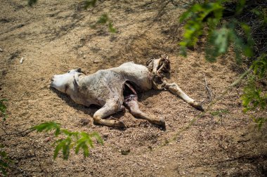Corpse of calf on ground