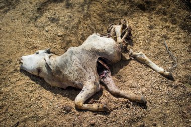 Corpse of calf on ground
