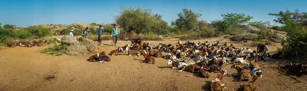Bergers et troupeau de chèvres — Photo