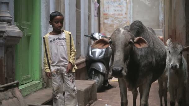 Boy standing by two cows — Stock Video