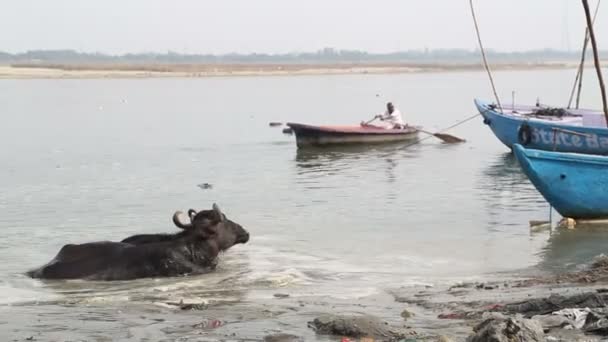 Cow in Ganges river — Stock Video