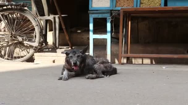 Thirsty dog laying on the street in Varanasi while cars pass by. — Stock Video