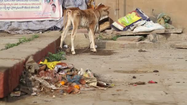 Small cow standing by garbage — Stock Video