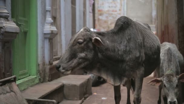 Deux vaches dans une rue étroite — Video