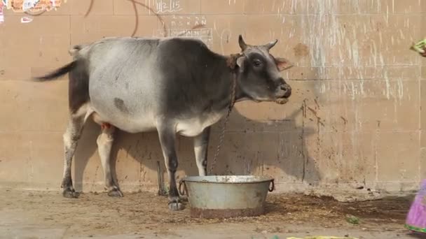 Woman giving food to cow — Stock Video