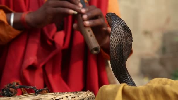 Serpiente siendo encantada por la música — Vídeo de stock