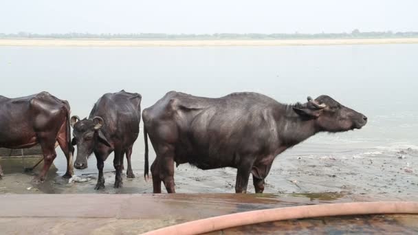 Cows at shore of Ganges river — Stock Video