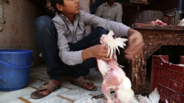 Boy memisahkan ayam — Stok Video
