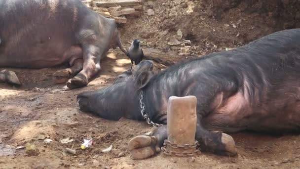 Cow tied to a pole lying on ground — Stock Video