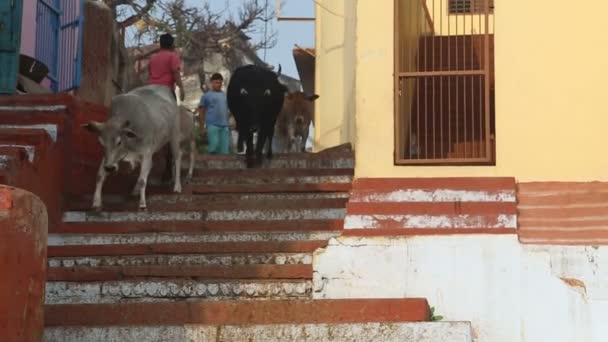 Vaches marchant dans les escaliers de la ville — Video