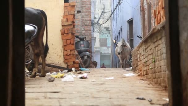 Mucche in strada a Varanasi — Video Stock