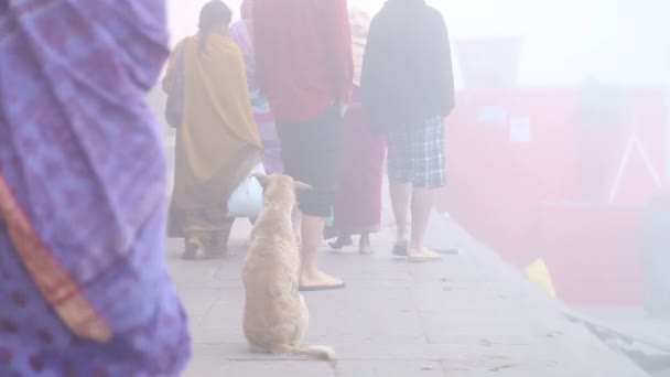 Dog sitting on ground — Stock Video