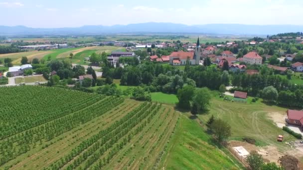 Wijngaard velden in Slovenië. — Stockvideo