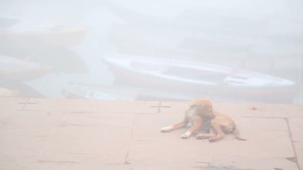 Dog laying at foggy dock of Ganges river — Stock Video