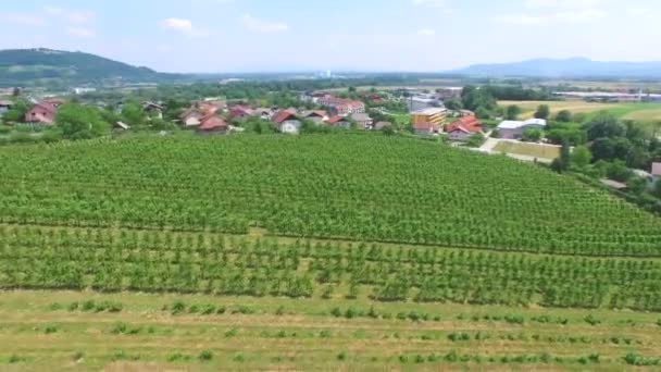 Vineyard fields in Slovenia. — Stock Video