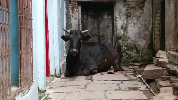 Cow laying on ground — Stock Video