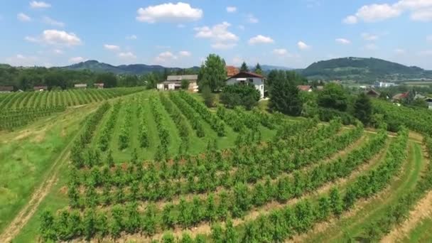 Wijngaard velden op heuvel in Slovenië. — Stockvideo