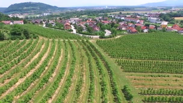 Vineyard fields in Slovenia. — Stock Video