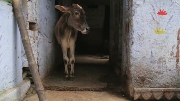 Vaca de pie en el pasaje — Vídeos de Stock