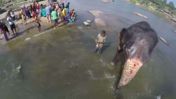 Templet elefant Lakshmi promenader — Stockvideo