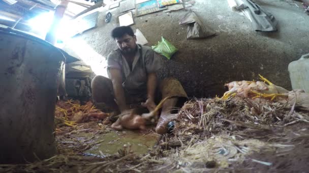 Férfi takarítás halott tollas állat — Stock videók