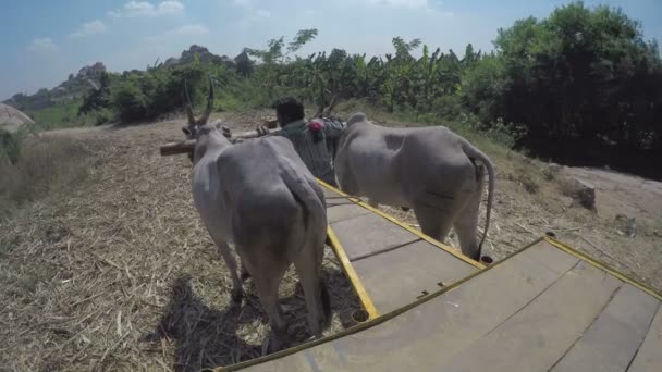 Mann bringt Kühe aufs Feld — Stockvideo