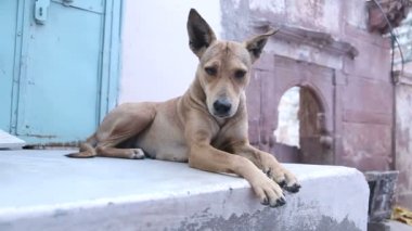 Köpek duvar döşeme