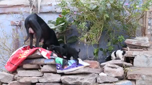 Grande cane con cuccioli arrampicata su pietre — Video Stock