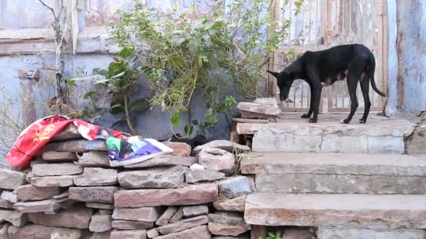 Grand chien avec des chiots grimpant sur des pierres — Video