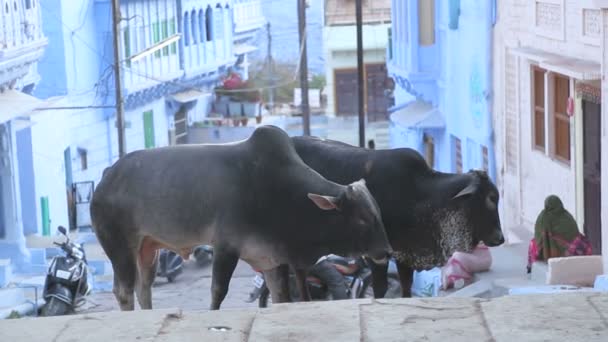 Cows standing on the street — Stock Video