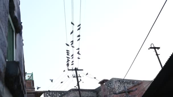 Pájaros sentados en el alambre — Vídeo de stock