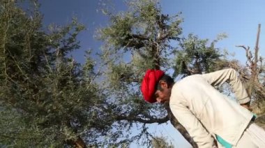 adam kesme ağaç dalları