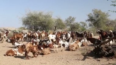 Bir sığır sürüsi uzaklaşıyor