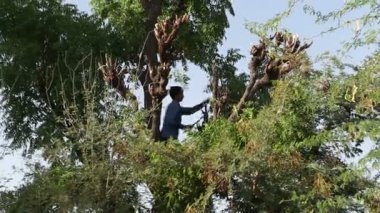 adam kesme ağaç dalları