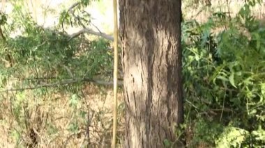 Ağacın yanında duran kesme aleti