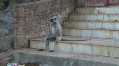 Jodhpur merdivenlerde oturan maymun.