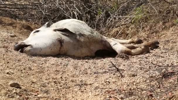 Мертвая корова лежит на земле — стоковое видео