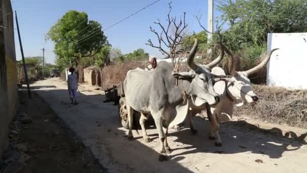 Cattle standing on  the road in Jodhpur — Stock Video