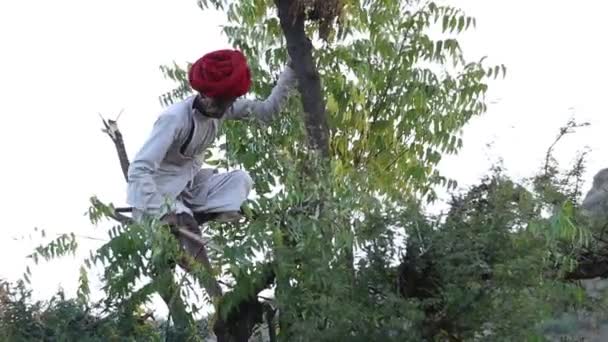 Человек режет ветви деревьев — стоковое видео
