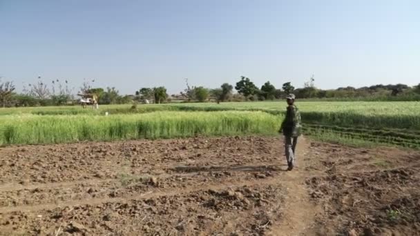 Champ rural à Jodhpur — Video