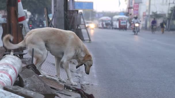 Hund gäspar och gå iväg — Stockvideo