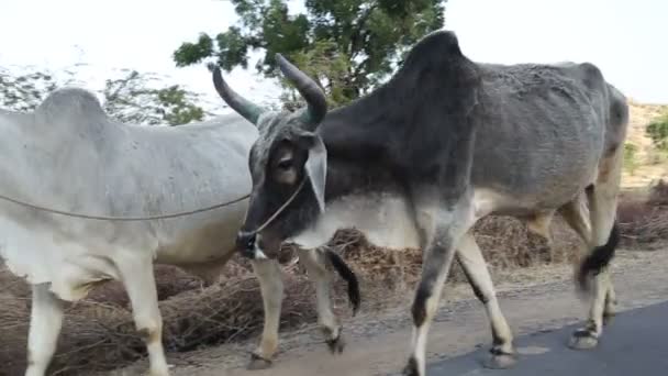 Duas vacas a descer a estrada — Vídeo de Stock