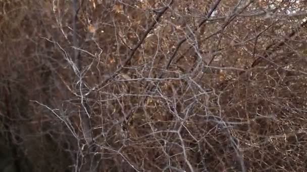 Branches d'arbres sans feuilles. — Video